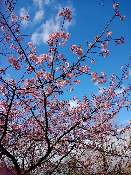 sakura